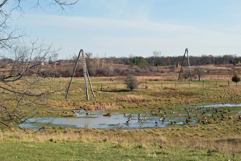 A field of three-poled oil derricks. One of the poles on each rig has boards attached to make a ladder. There are buildings in the background