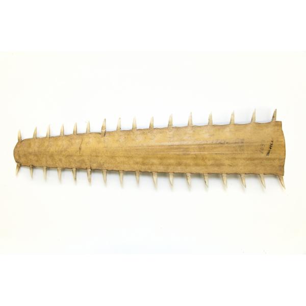 The plain side of a sawfish snout. It is light brown and has thirty-three teeth along the edges.