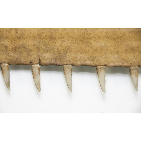 Five of the teeth from a sawfish snout. They are light brown in colour and are pointed at the ends.