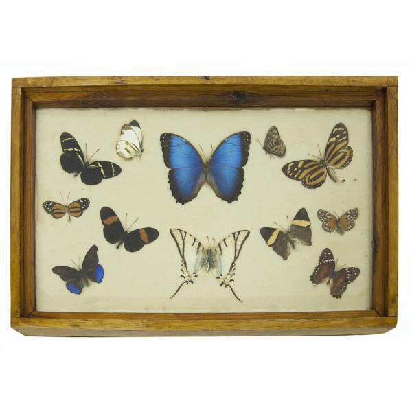 Framed collection of 12 butterflies and moths of different sizes collected in Colombia. They range in colour from light yellow to blue to orange to black