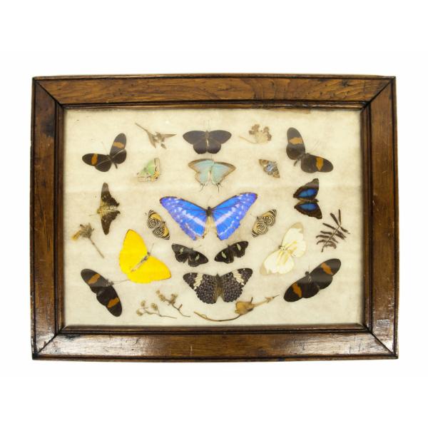 Une collection de 18 papillons et papillons de nuit dans un cadre de bois sur fond beige. Les insectes sont de différentes tailles et couleurs. Certains sont noir et orange, jaune, bleu, vert ou de couleur pâle. 