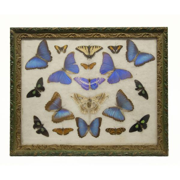 Framed collection of 19 butterflies and moths of different sizes and colours (although primarily blue). Frame is painted green and gold. 