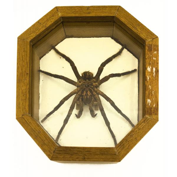 A brown tarantula in a light wooden frame with eight sides. It is sitting on a white mat. 