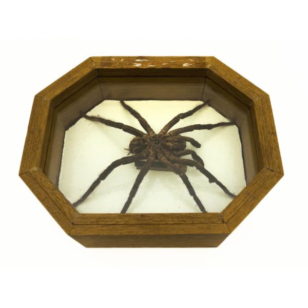 A brown tarantula in a light wooden frame with eight sides. It is sitting on a white mat. 