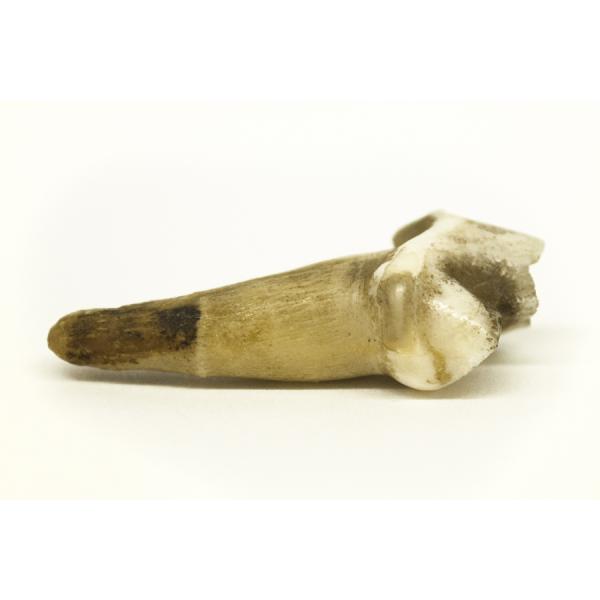 Tiger premolar on its side with root facing left. Light brown in colour.