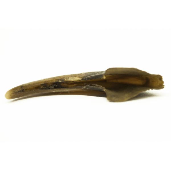 Tiger claw viewed on its side to show the cavity throughout the inside. Brown in colour.  