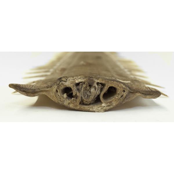 The end of a sawfish snout where it was cut on the sawfish. It is brown and the cartilage and holes for the nerve are visible. The left and right edges have teeth.