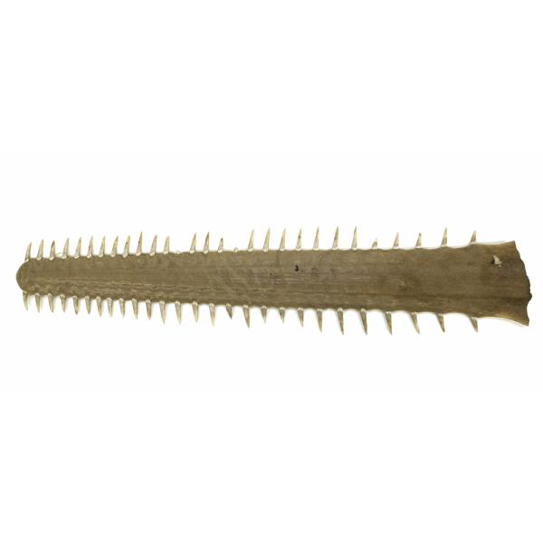 The snout of a sawfish. It is pale brown and has a row of pointed teeth along the upper and lower sides. The left end is curved and the right is right.