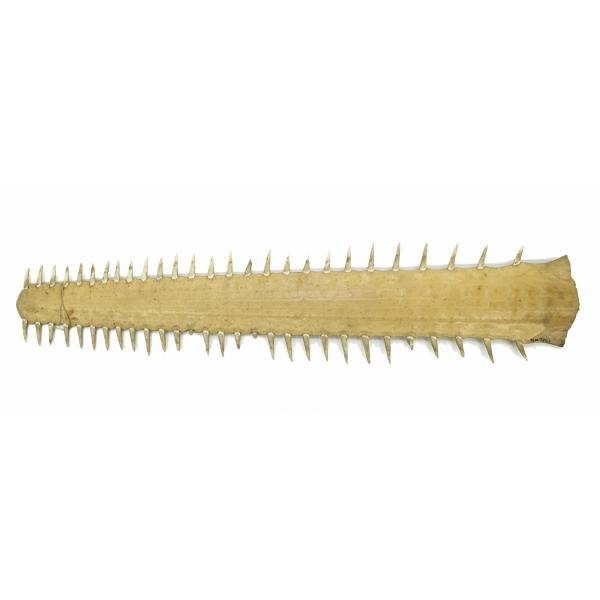 The snout of a sawfish. It is ivory in colour and has a row of pointed teeth along the top and bottom edges. A piece of string is tied between the fourth top tooth and the fourth bottom tooth. The left end is curved and the right is right.