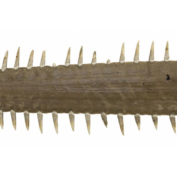 A section of the sawfish. It is brown and has rows of sharp teeth on the upper and lower edges.