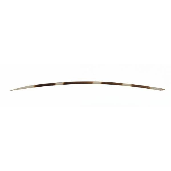 A porcupine quill that is slightly curved. It has alternating white and brown stripes.