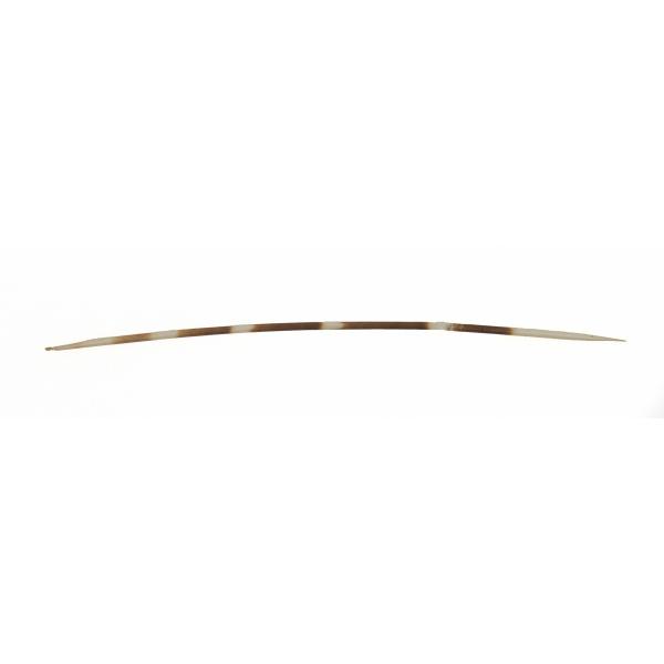 A porcupine quill that is slightly curved. It has alternating white and brown stripes.  