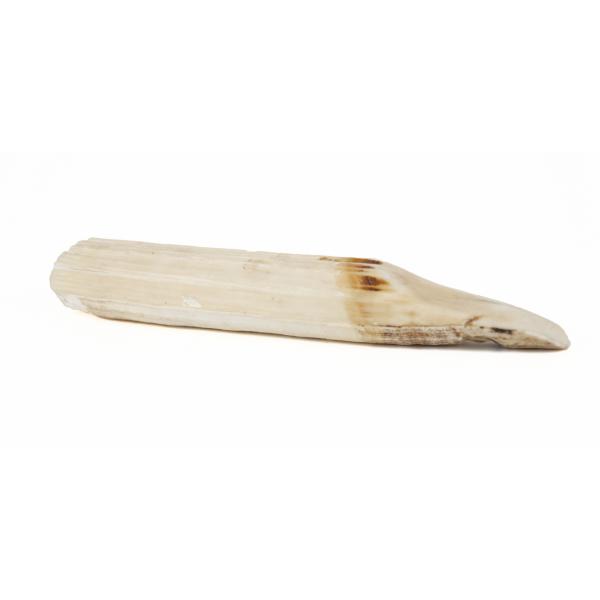 An ivory-coloured hippopotamus tooth. It is long and slender and pointed at the end. The end has a band of orange colouring on it. 