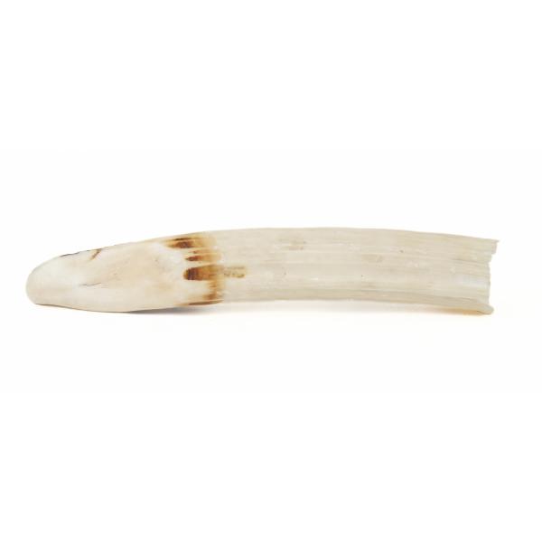 An ivory-coloured hippopotamus tooth. It is long and slender and pointed at the end. The end has a band of orange colouring on it. 