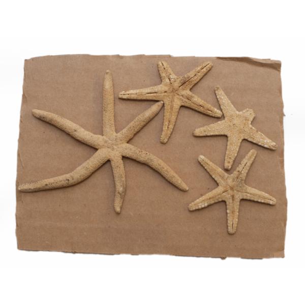 A collection of four starfish. The large starfish has six arms while the three small starfish each have five arms. They are all light brown and are set on a brown backing. 