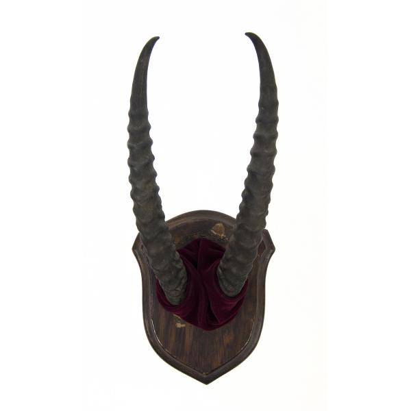 A set of ibex horns mounted on a wooden plaque. The base of the horns is covered in burgundy velvet. The horns are ridged and are dark brown in colour. 