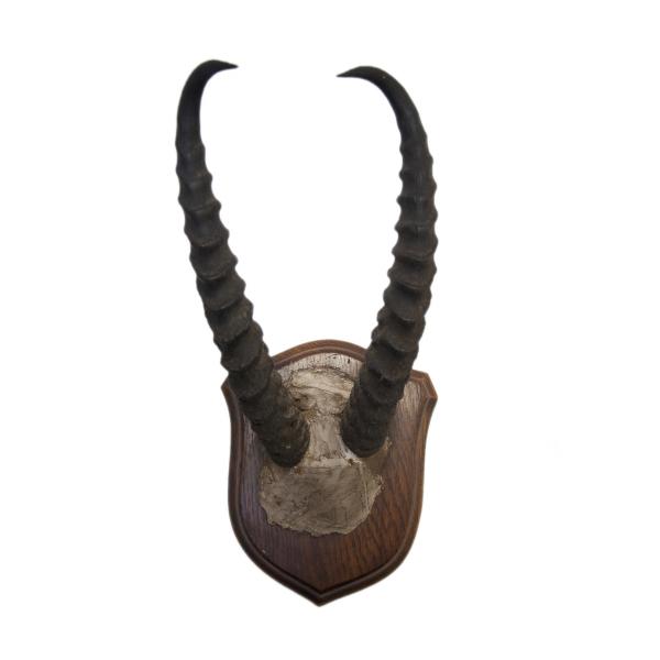 A set of ibex horns mounted on a dark wooden plaque. The horns are dark brown in colour and ridged. They are attached to the wood with brown plaster.