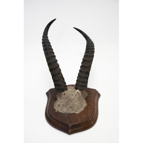 A set of ibex horns mounted on a dark wooden plaque. The horns are dark brown in colour and ridged. They are attached to the wood with brown plaster. 