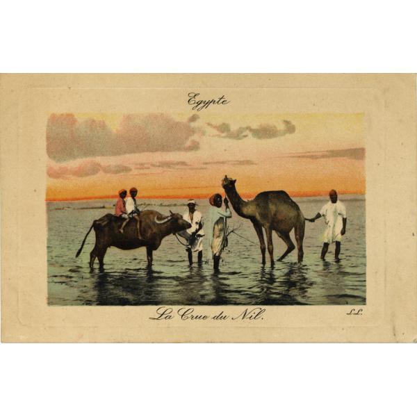 A postcard with two children sitting on an ox held by a man. Two men are also holding a camel. They are standing up to their ankles in water. There is an orange sky in the background. The card reads: "Egypte. La Crue du Nil."