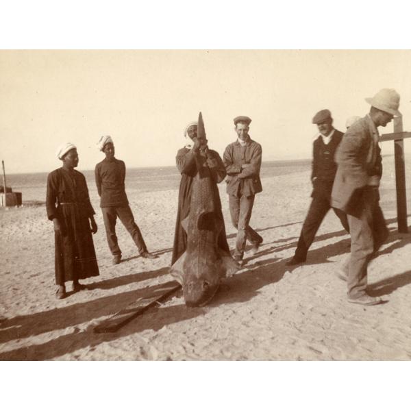 Photographie d’un égyptien tenant la queue d’un poisson qui est aussi grand que lui. Cinq autres hommes se tiennent autour de lui. 