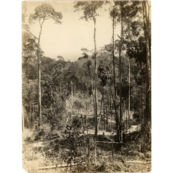 Une photo du déboisement des arbres pour la construction de la route. Des arbres brisés se trouvent au premier plan, ainsi que des arbres de chaque côté d’un sentier taillé dans la jungle. 