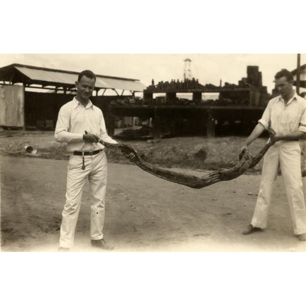 Irwin et Lovelady Holding tenant un boa constrictor entre eux. Ils sont sur une route de terre et il y a des bâtiments derrière eux. Ils portent une chemise et des pantalons blancs. 