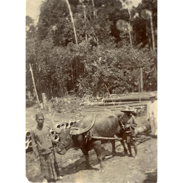 Deux hommes conduisant un bœuf, tirant un tuyau de 8 pouces. William McRae debout à droite et vêtu d’un costume blanc. Une pile de tuyaux se trouve derrière eux. 