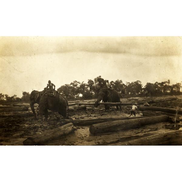 A photo of two elephants moving large logs. A man sits on top of each elephant and a third man is standing beside one of the logs. There are trees in the background.