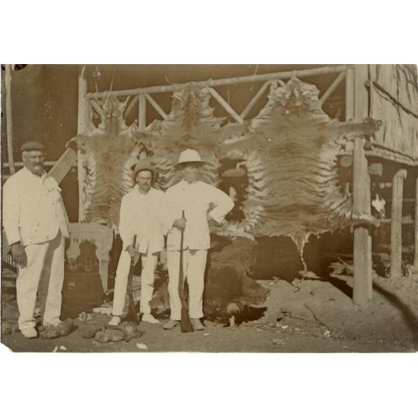 William McRae standing with two men, all in white suits, in front of three stretched tiger skins.  