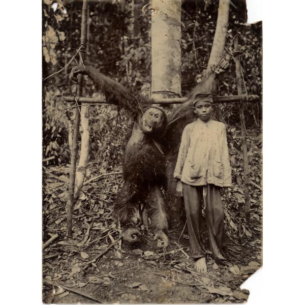 A photo of a young boy standing beside a dead chimpanzee hung by its wrists from two poles supported by a tree. There are trees in the background.  