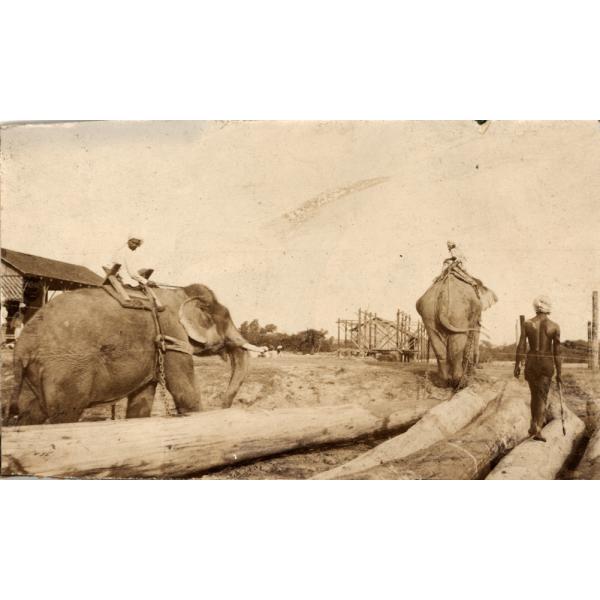 Deux éléphants harnachés tirent de gros rondins fixés aux harnais au moyen de chaînes. Un homme est assis sur le dos de chaque éléphant et un troisième homme marche derrière eux. Il y a une charpente en bois et un groupe d'arbres à l'arrière-plan