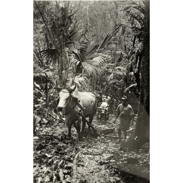 Two oxen, one in front of the other, pulling equipment along a path carved into the jungle. There are men beside the oxen, guiding them. The trees are close around the path.