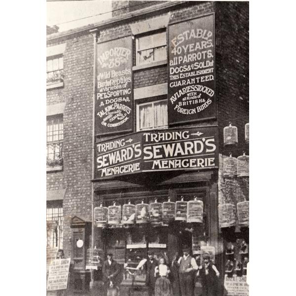 A brick building with birdcages hanging from the top of the windows and along ropes strung across to the next building. There is a group of people outside. Signs on the store front advertise "Trading - Seward's Menagerie" and the animals they sell. 