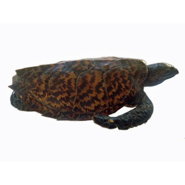 Le côté d’une tortue brun pâle et brun foncé. La carapace se rétrécit pour former une pointe. Sa patte avant est repliée vers ses pattes arrière, et sa tête pointe directement vers l’avant. La tête et la patte avant sont couvertes d’un motif d’écailles. 