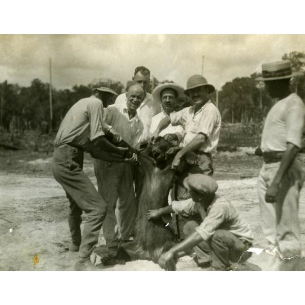 Six men in white shirts holding a dead bear while another man looks on. There are trees and two wooden poles standing in the background.