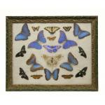 Collection encadrée de 19 papillons et papillons de nuit de différentes tailles et couleurs (principalement bleu). La peinture du cadre est verte et dorée. 