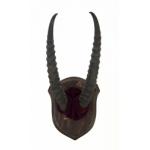 A set of ibex horns mounted on a wooden plaque. The base of the horns is covered in burgundy velvet. The horns are ridged and are dark brown in colour. 