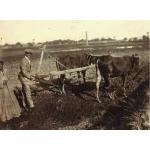 Photo d'un homme en costume tenant une charrue en bois attachée à deux vaches maigres. Ils sont debout dans un champ. Un homme vêtu d'une longue robe se tient derrière lui. 