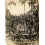 A photo of trees being cleared for road construction. There are broken trees in the foreground and trees on either side of a path being carved into the jungle. 