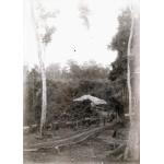 A photo of a trail lined with logs. There is a group of people with carts that are being pulled by oxen. There is a building beside the road and trees in the background.  