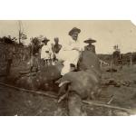 William McRae sits on top of an elephant that he hunted. Five men stand in the background. The elephant's trunk has been severed.  