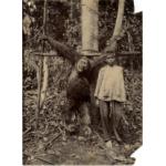 A photo of a young boy standing beside a dead chimpanzee hung by its wrists from two poles supported by a tree. There are trees in the background.  