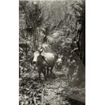 Two oxen, one in front of the other, pulling equipment along a path carved into the jungle. There are men beside the oxen, guiding them. The trees are close around the path.