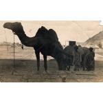 A photo of a camel with tow humps being led by a boy and pulling an oil boiler on a cart with two wheels. There are buildings and a hill in the background. 