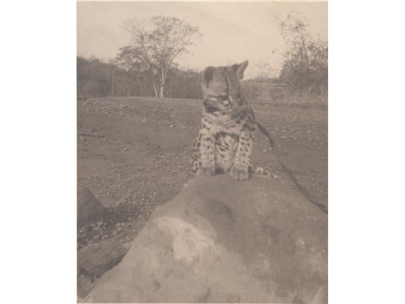 A baby ocelot sitting on a rock. There are stones and trees behind it.