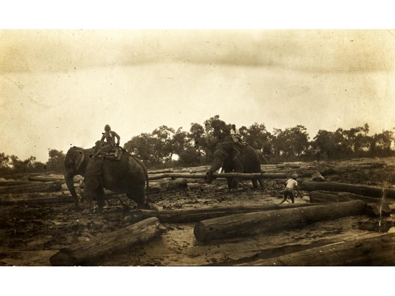 Une photo de deux éléphants déplaçant de gros rondins. Un homme est assis sur le dos de chaque éléphant et un troisième est debout à côté des rondins. Il y a des arbres en arrière-plan.