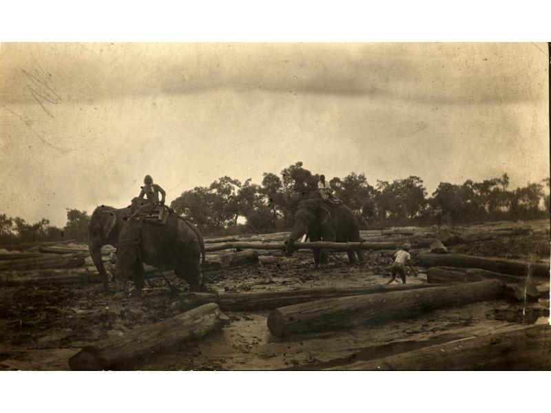 A photo of two elephants moving large logs. A man sits on top of each elephant and a third man is standing beside one of the logs. There are trees in the background.