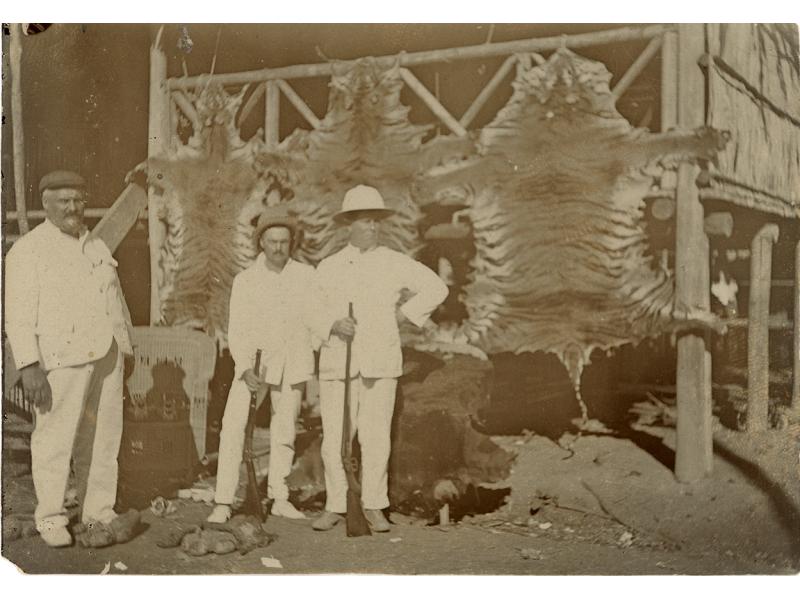William McRae standing with two other drillers in front of three stretched tiger skins.
