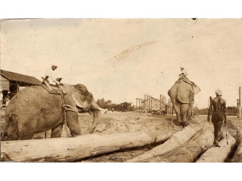 Two elephants in harnesses pulling large logs that are attached to the harnesses with chains. There is a main sitting on top of either elephant and a third man walks beside them. There is a wooden frame structure and a group of trees in the background.