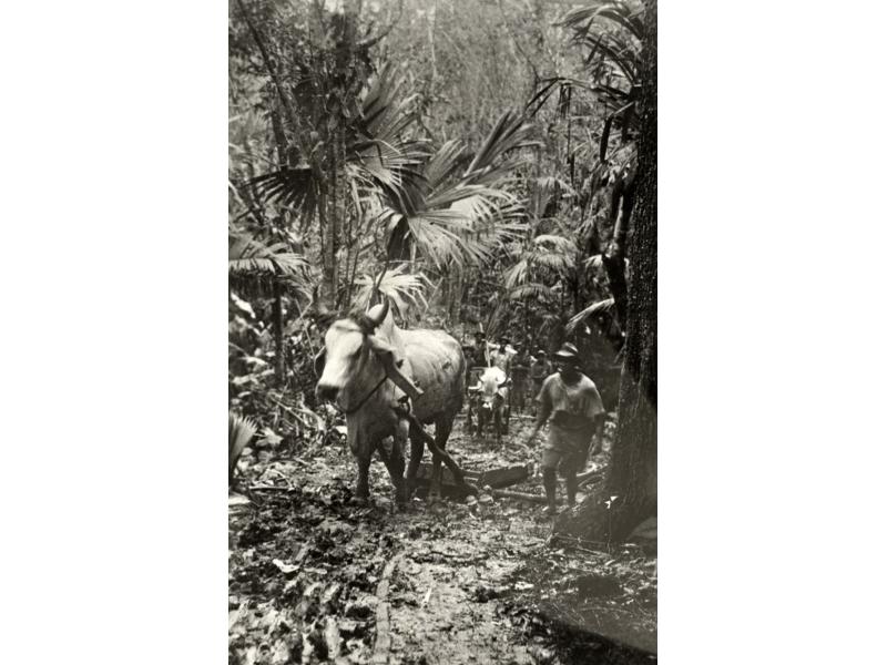 Two oxen, one in front of the other, pulling equipment along a path carved into the jungle. There are men beside the oxen, guiding them. The trees are close around the path.